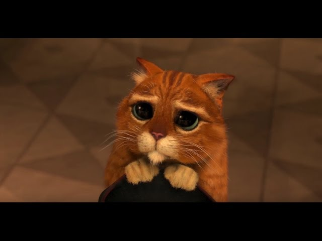 An orange cat looking up with large dreamy eyes